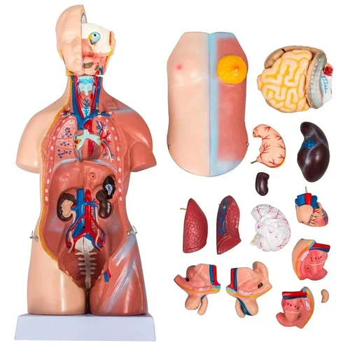 Human Anatomy Model