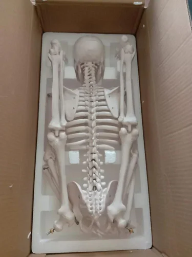 Human Body Skeleton